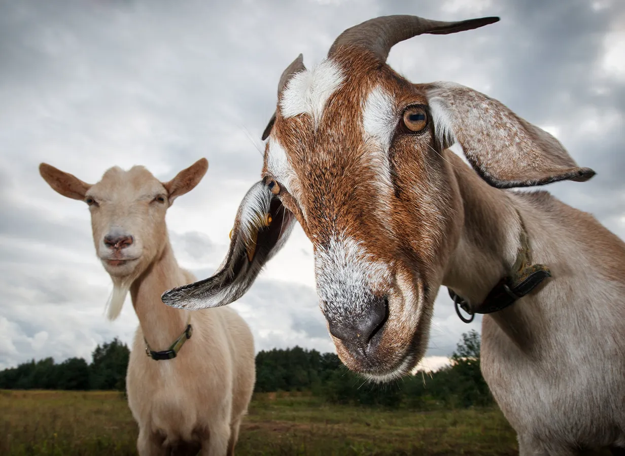 Capre Goats in an open field