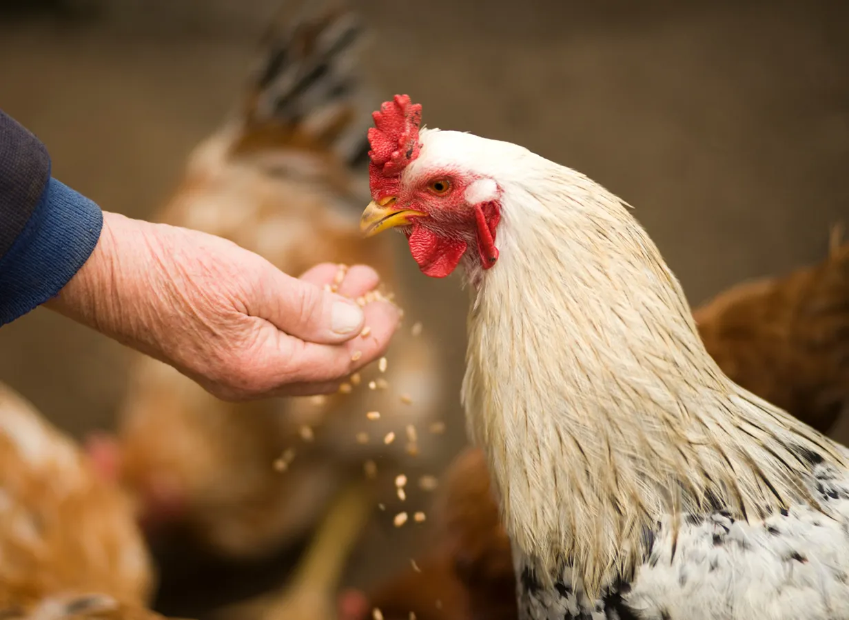 Gallina hen eating