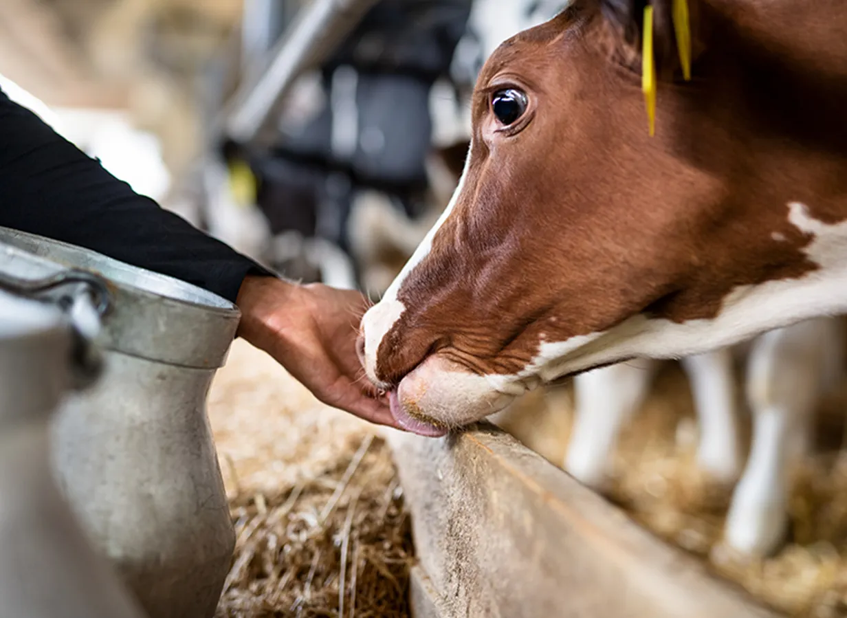 cow drinking milk