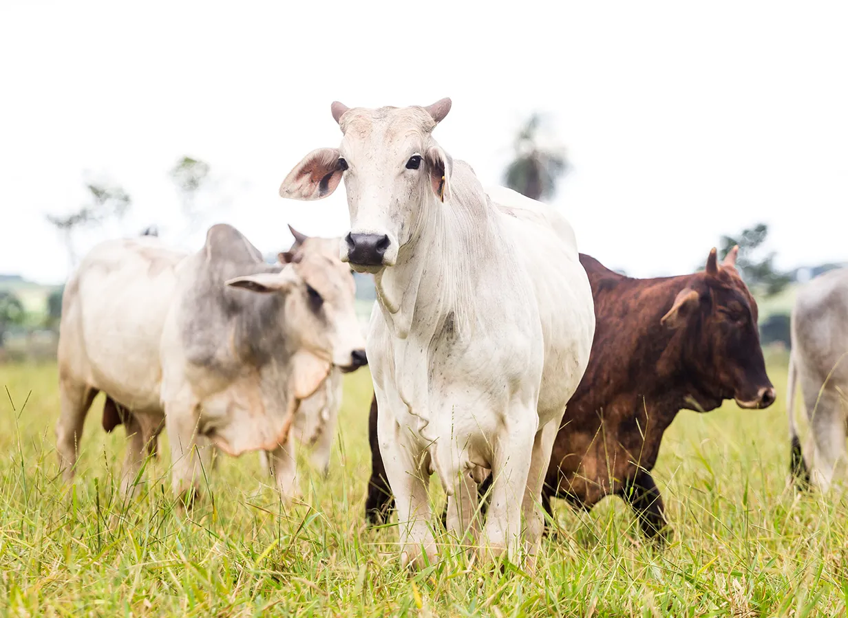 Mucche Cows in a field
