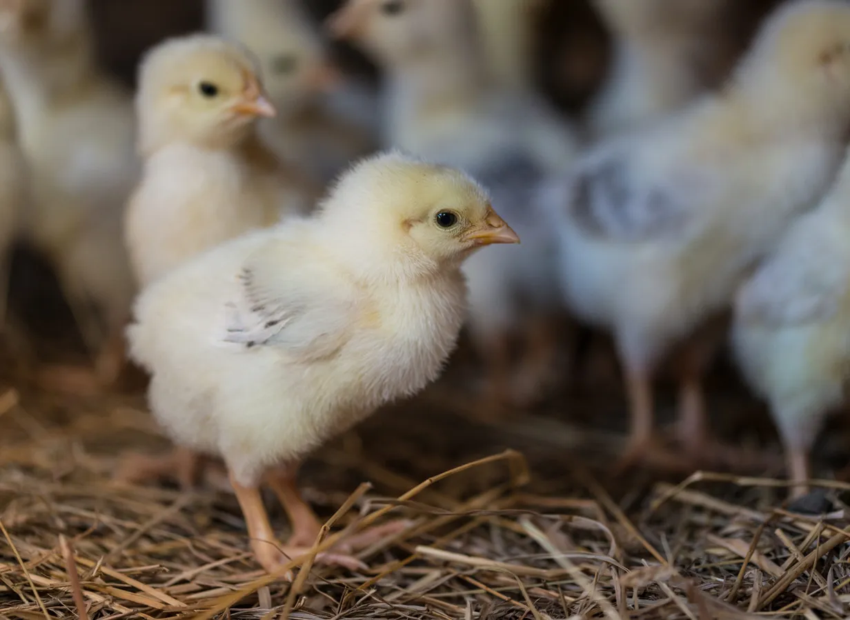 Pulcini chicks