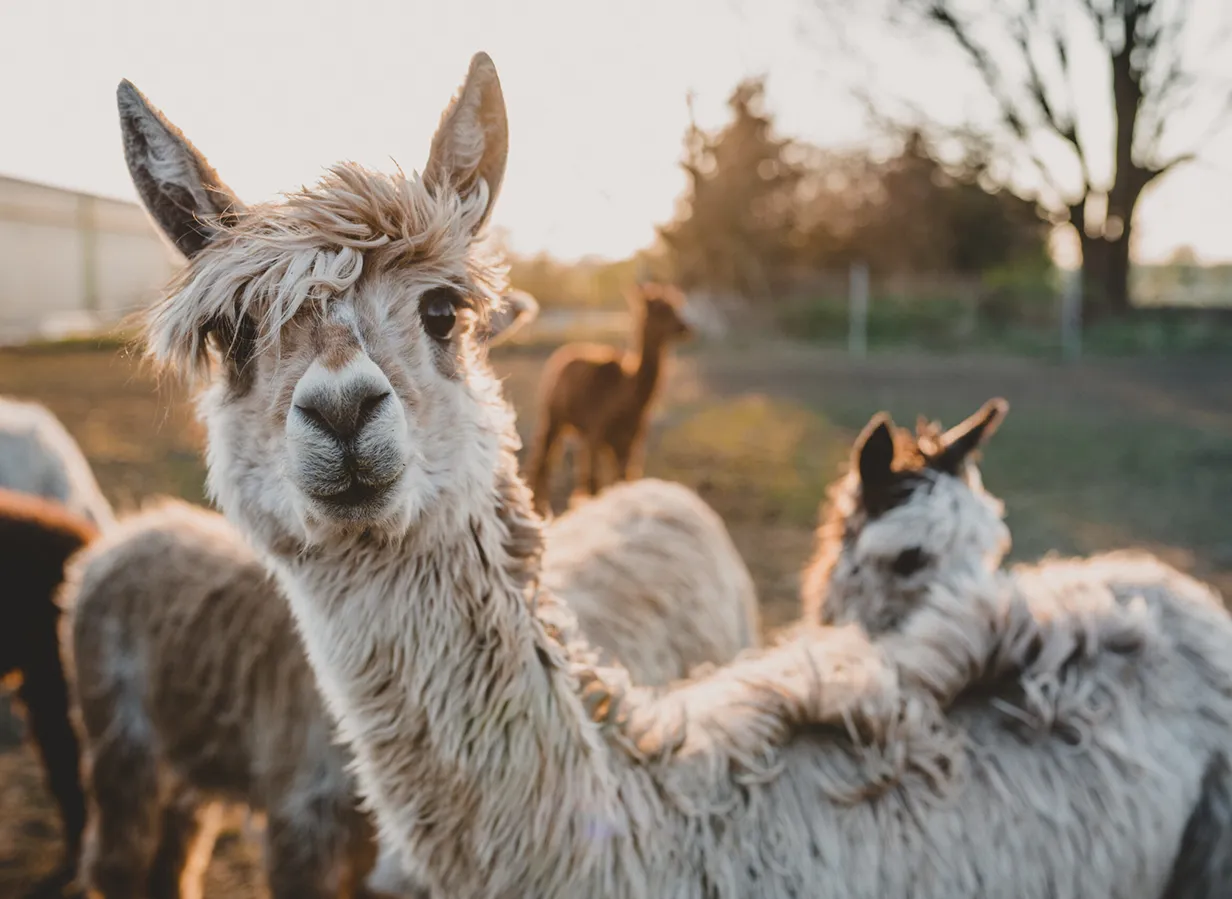 alpacas alpacas in a farm