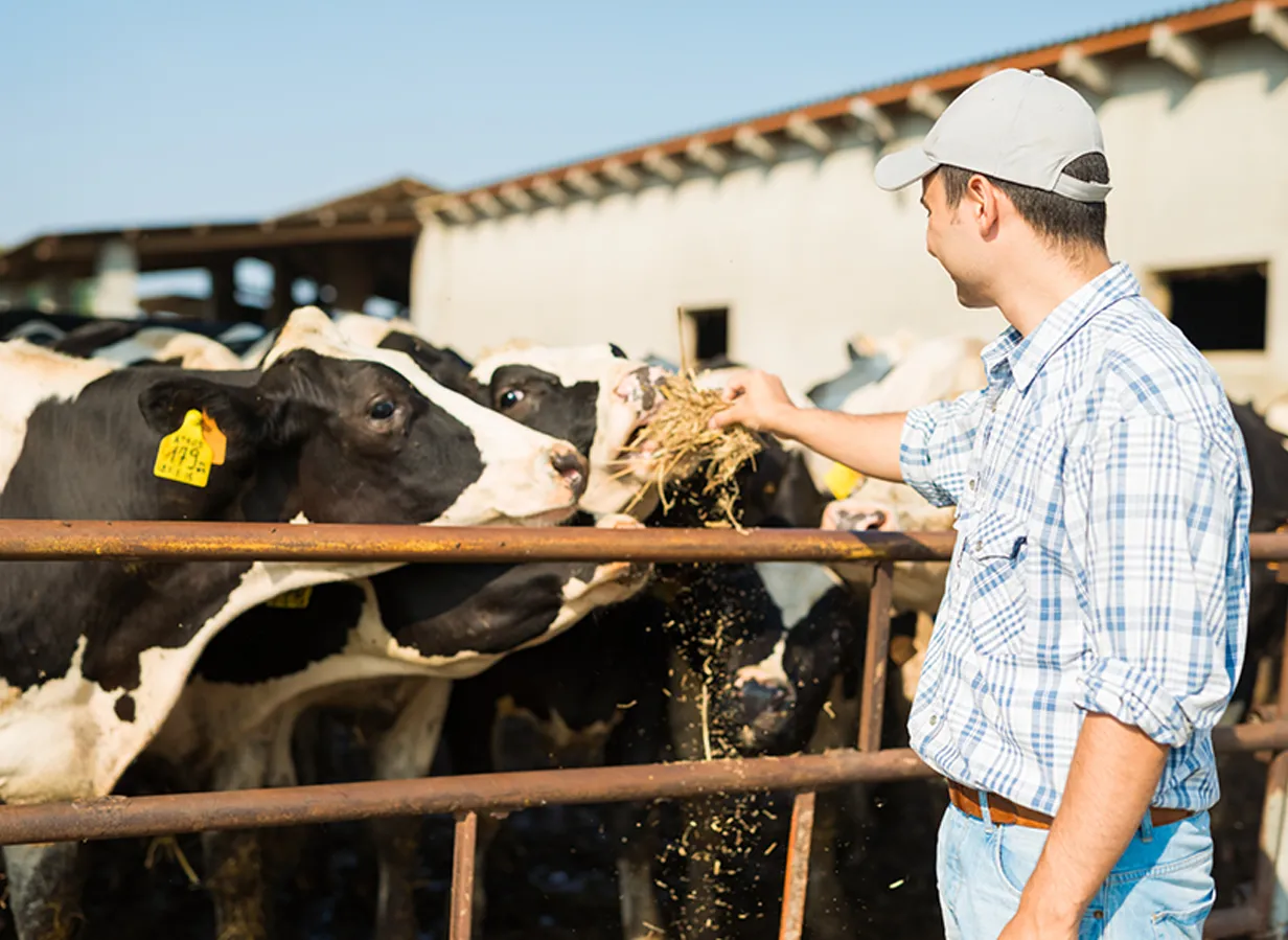farmer feeding cow