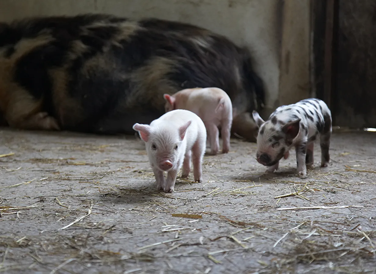 cute piglets